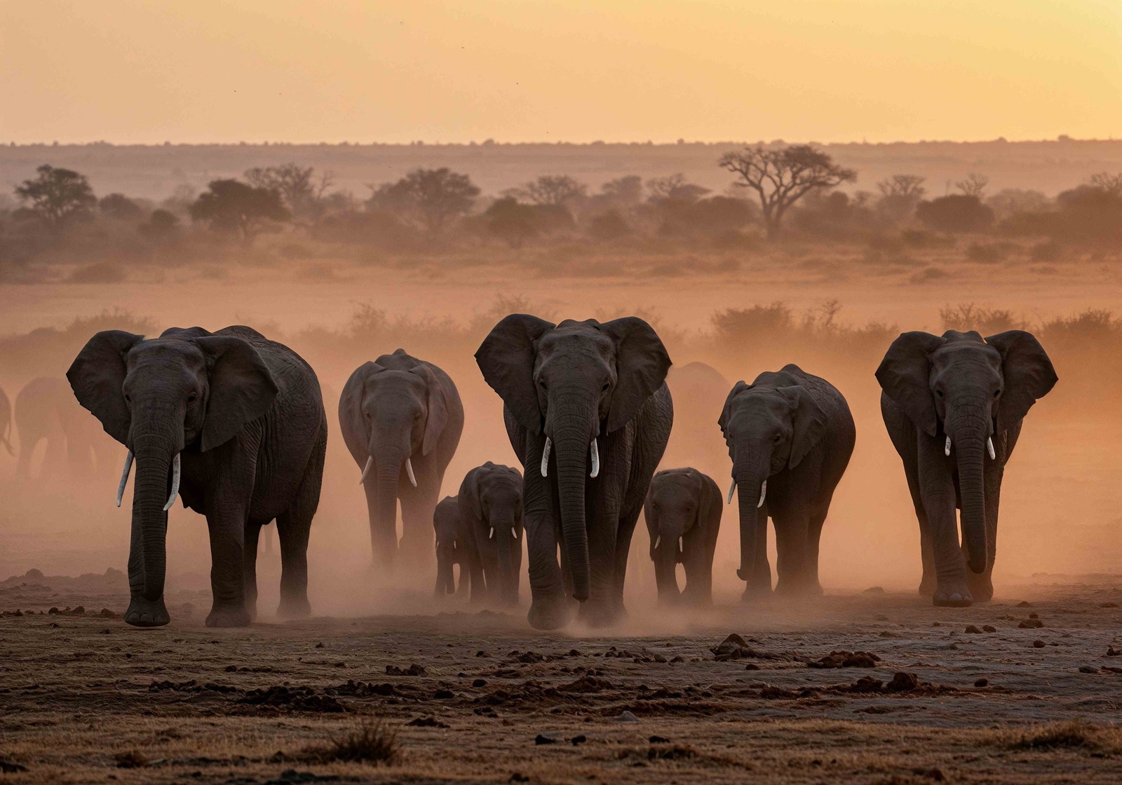 Saitoti Tours & Safaris